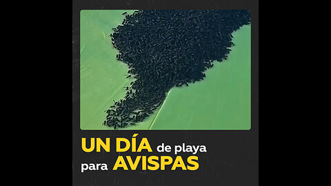 Avispas ´toman´ una playa argentina