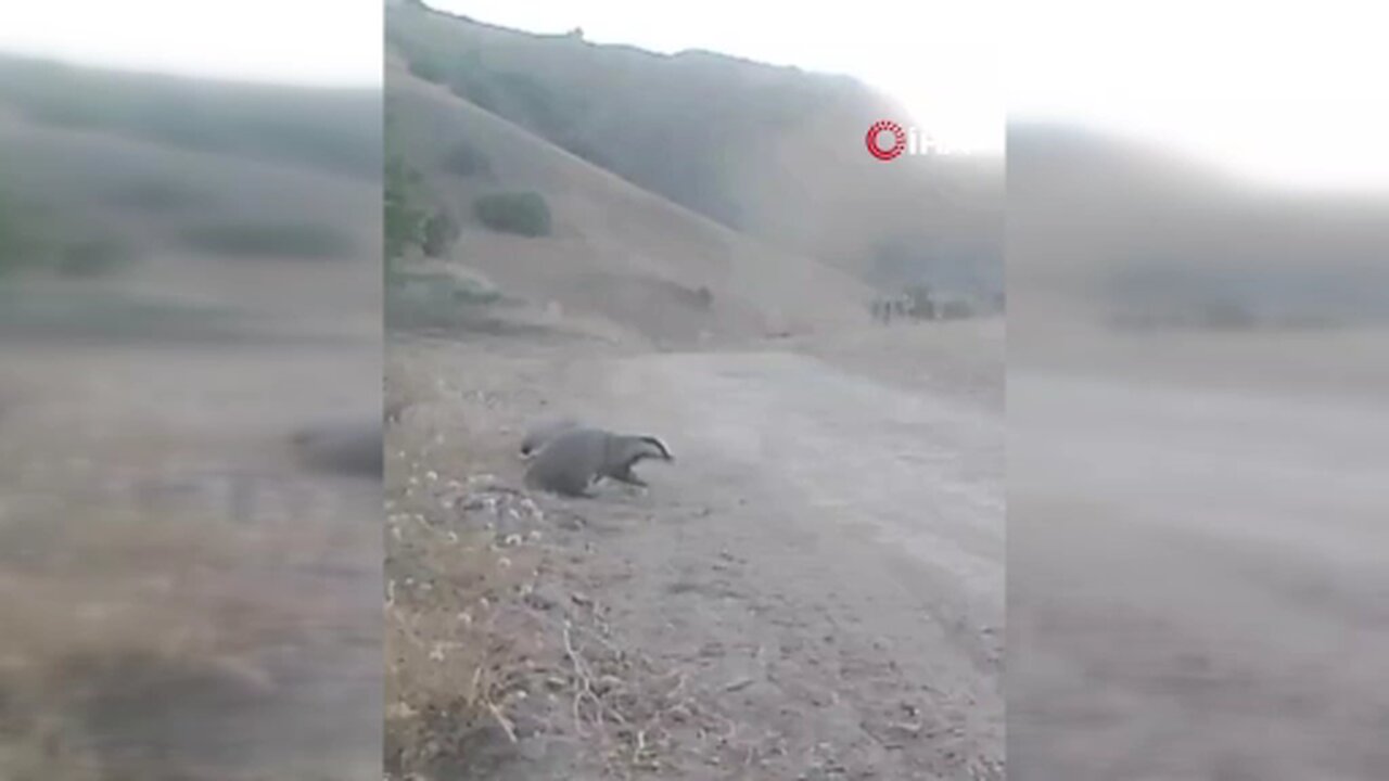 Tunceli’de yaban hayatı kameraya yansıdı