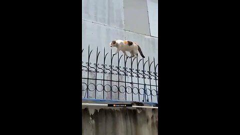 Super Cats #viral