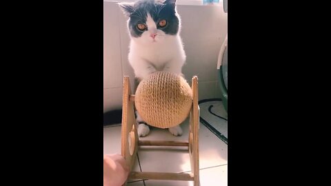 🤣 funny cats video #viral #funny