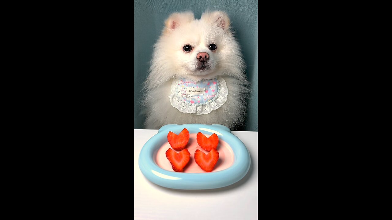 Puppy's Stress-Relieving Strawberry Feast 🍓 | Cute Dog Eating ASMR | #FurryFriend'sDelicateLife