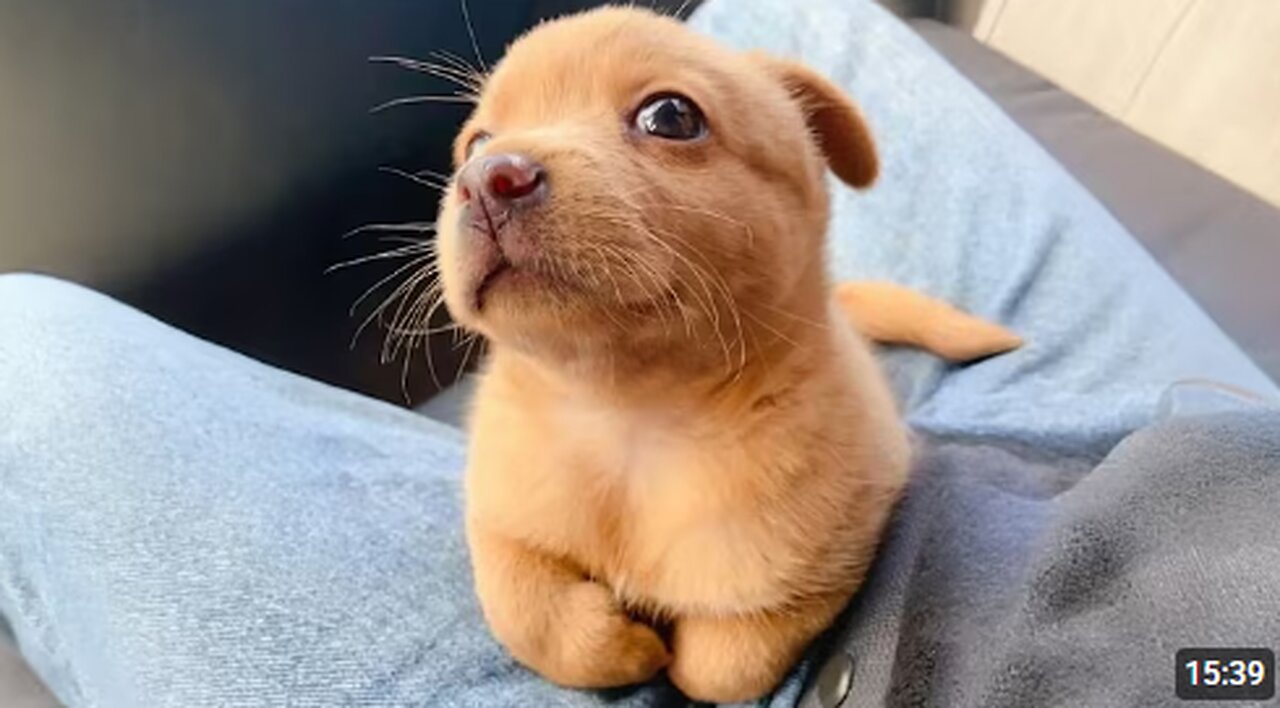 You Will Die Laughing At These FUNNY PUPPIES 🤣 Funny Animals Video