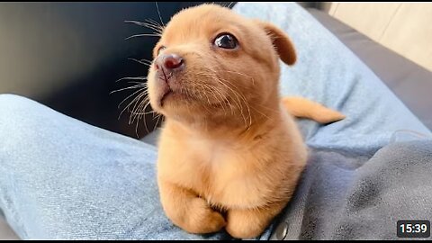 You Will Die Laughing At These FUNNY PUPPIES 🤣 Funny Animals Video