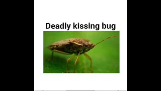 Kissing Bug Disease