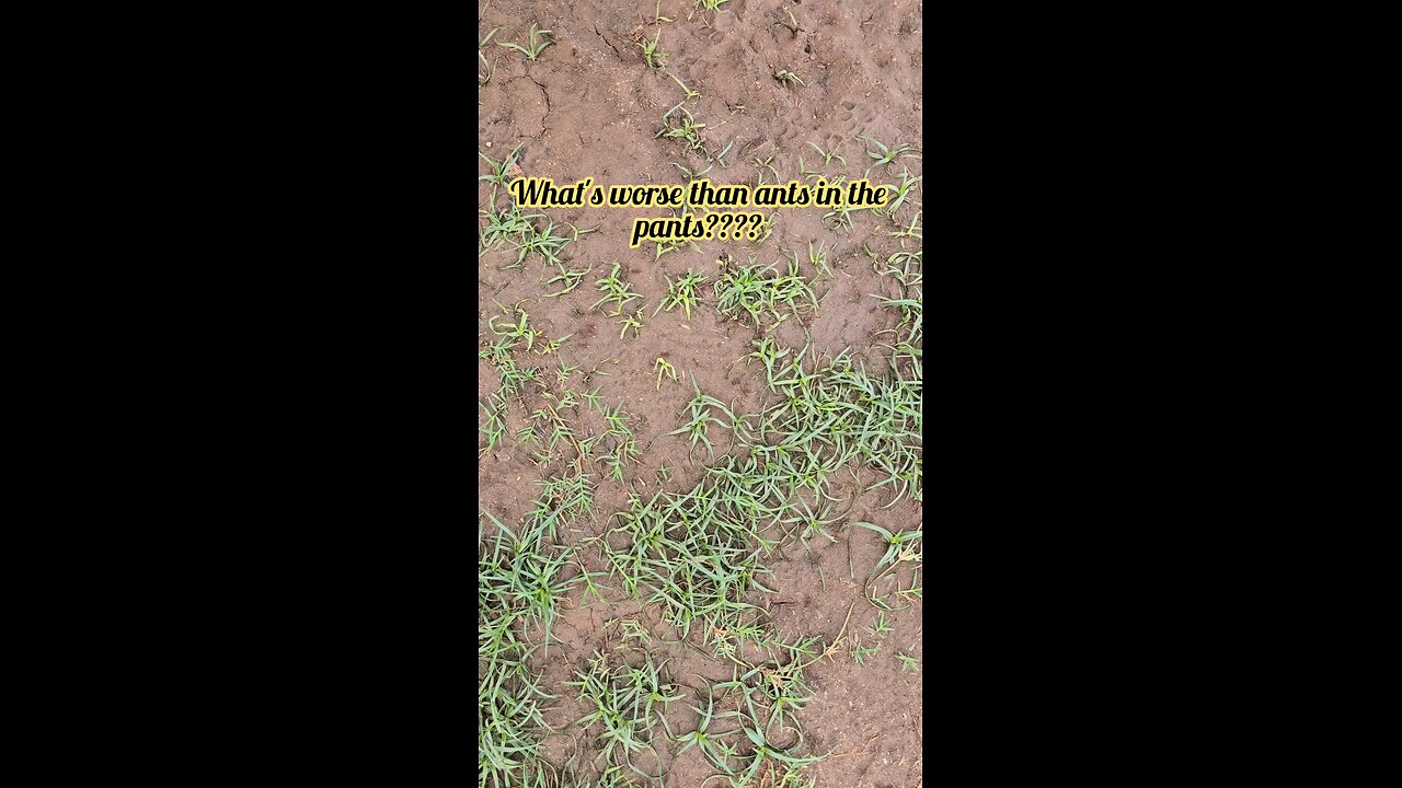 What's worse than ants in the pants?