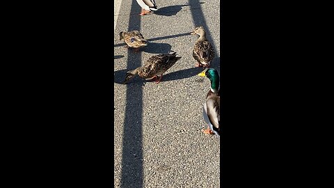 Mallard Ducks 🦆 #mallardducks #followme #shorts #trending #viral