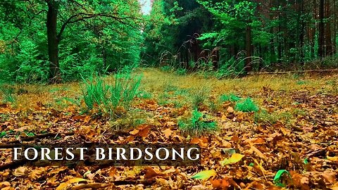 Birdsong on a Forest Path • Natural Bird Sounds for Relaxation & Calm | 4K