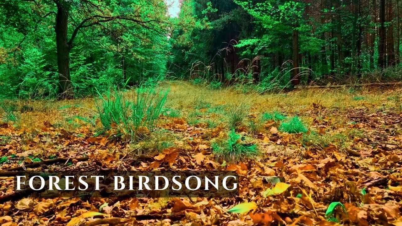 Birdsong on a Forest Path • Natural Bird Sounds for Relaxation & Calm | 4K