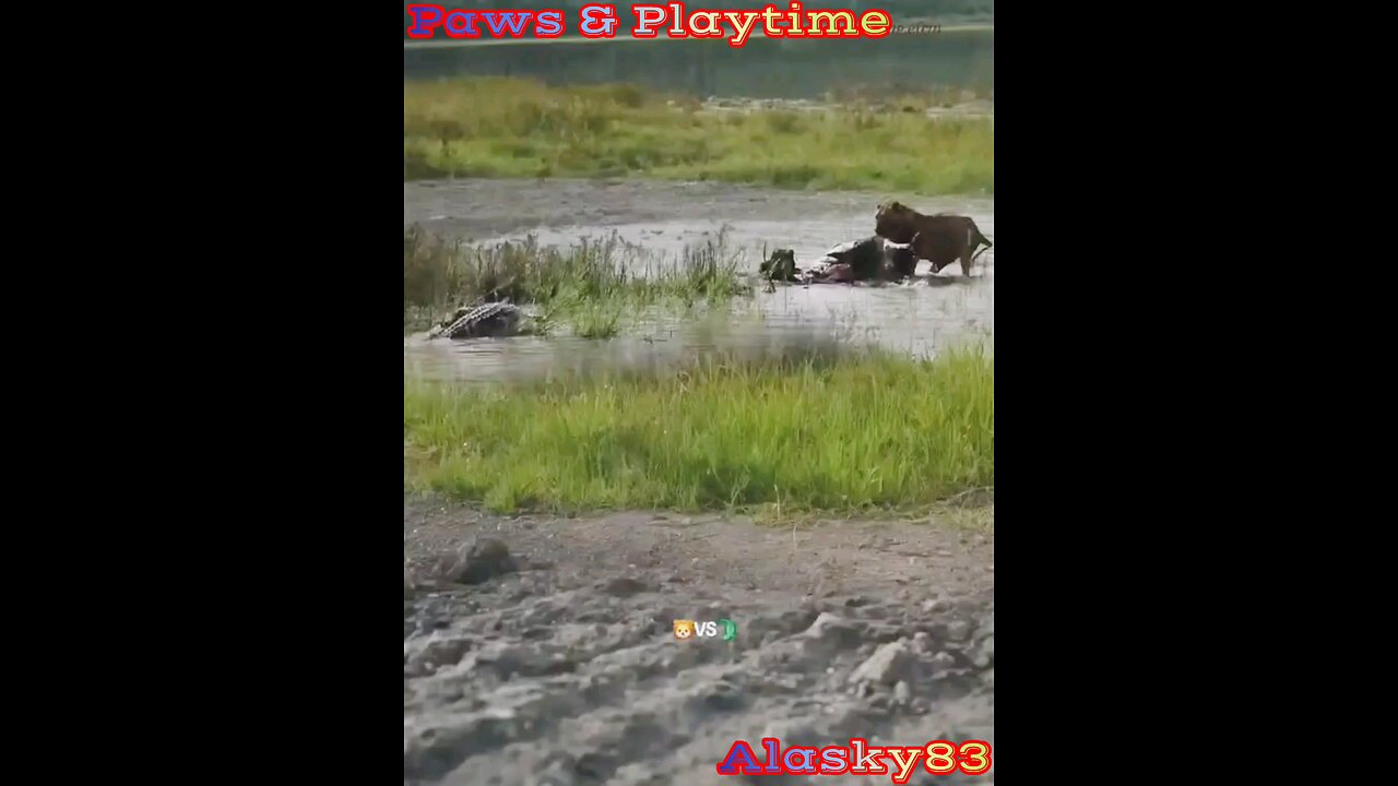 CROCODILE INTIMIDATES LION AND TAKES ITS FOOD🤯🤯🤯🤯