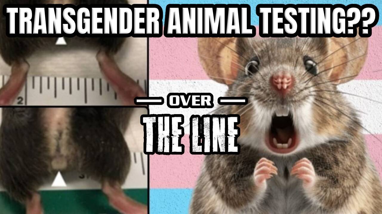 Transgender Animal Testing?