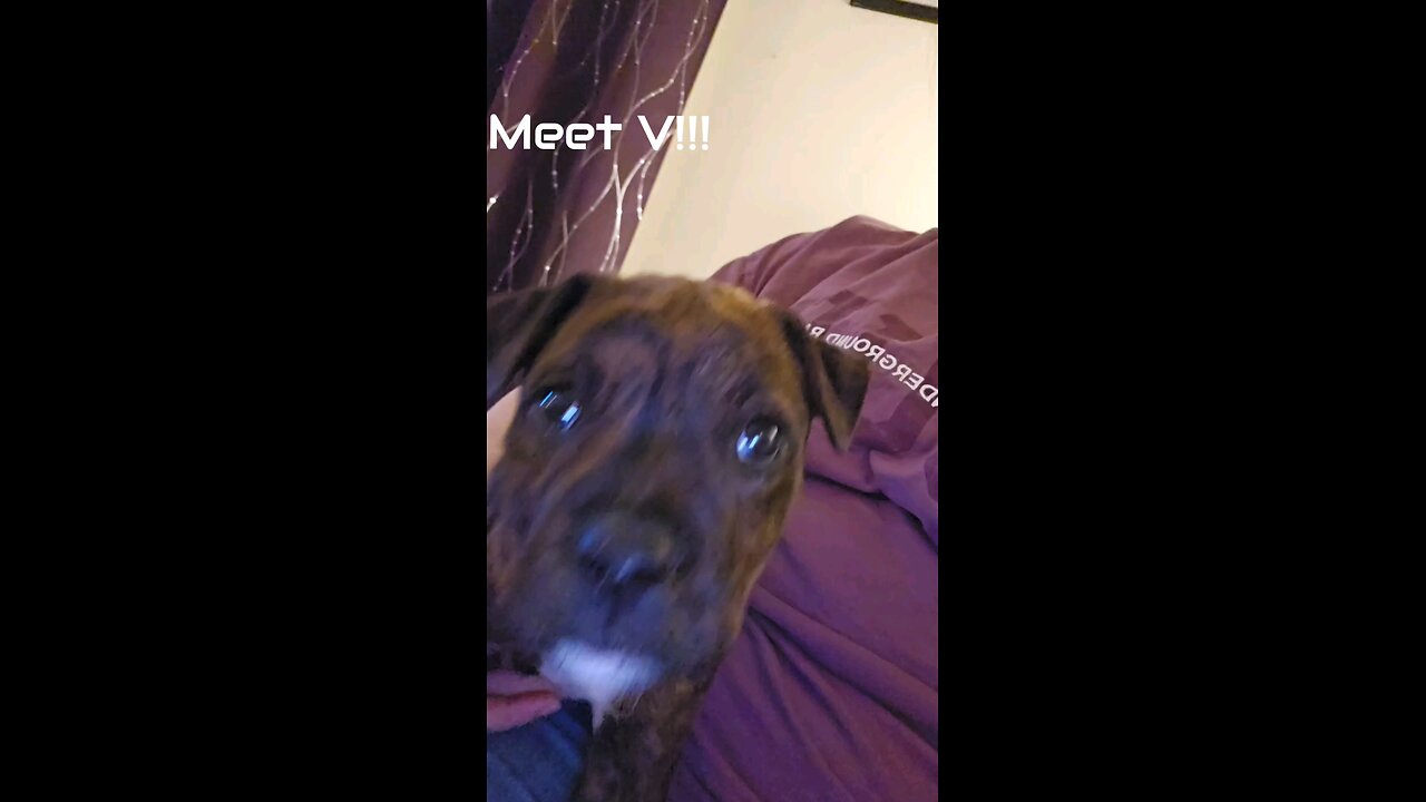 Meet V!