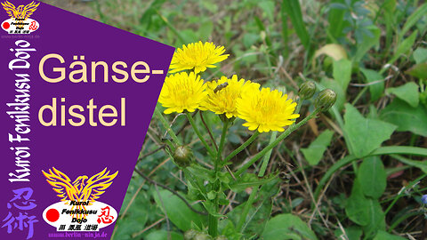 107 - Gänsedistel