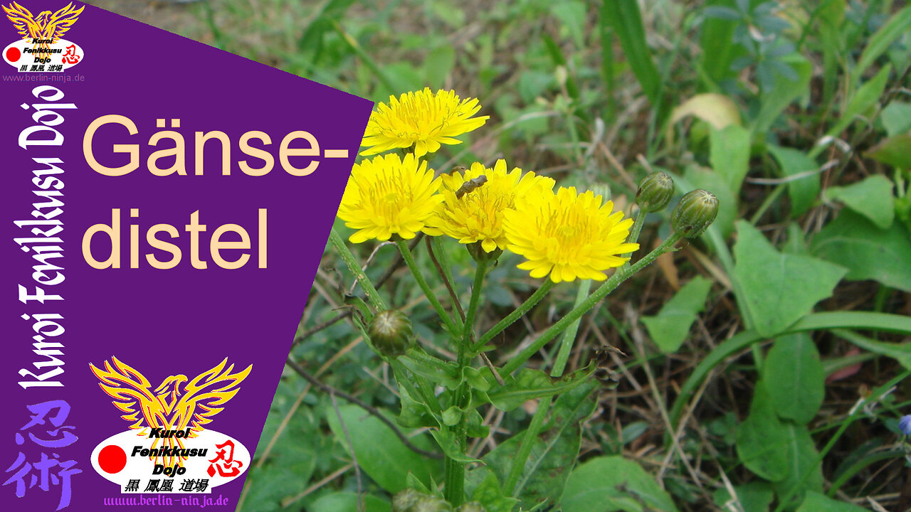 107 - Gänsedistel