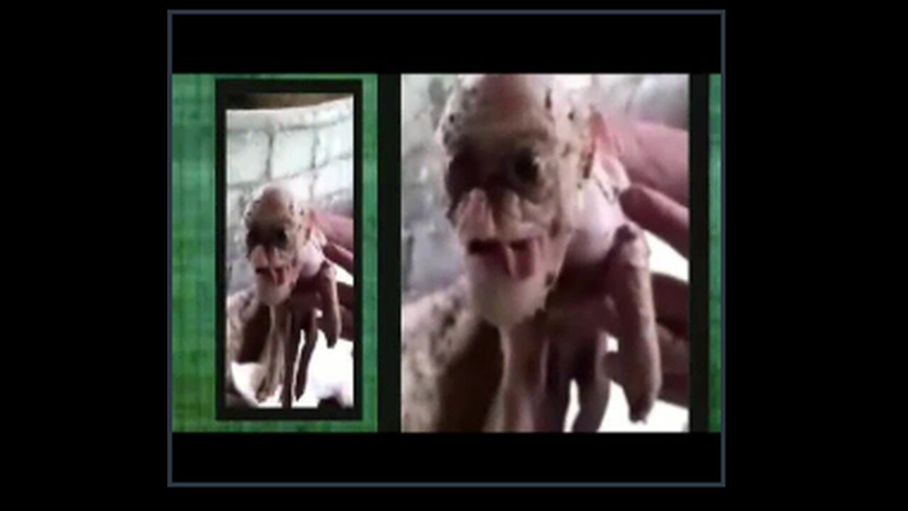 Bizarre Dog Pig Monkey Human hybrid & other poor creatures