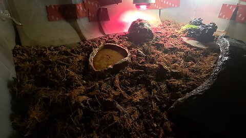 close view of tortoise