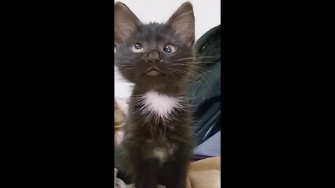 Balck cat viral video 😾 reaction 😂😂#cat #viral #funny #shorts