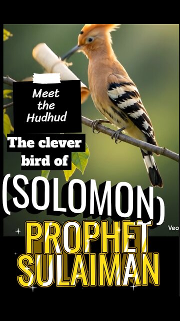 Hudhud, or hoopoe bird 🕊️ - clever bird of Prophet Sulaiman(Solomon)