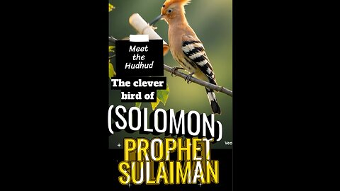 Hudhud, or hoopoe bird 🕊️ - clever bird of Prophet Sulaiman(Solomon)