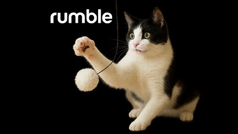 Playful Black and White Cat