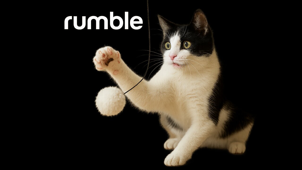 Playful Black and White Cat