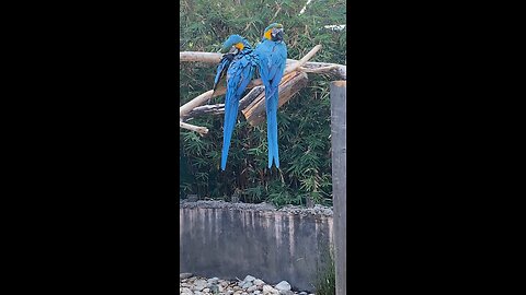 Blue-and-yellow macaw 🦜 #blueandyellowmacaw #shorts #followme #viral #trending