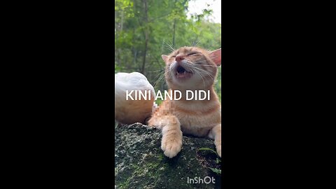 KINI AND DIDI#FUNNY ANIMALS