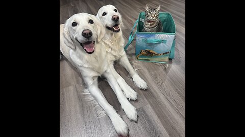 Episode 3077 - The Scott Adams School 01/21/26