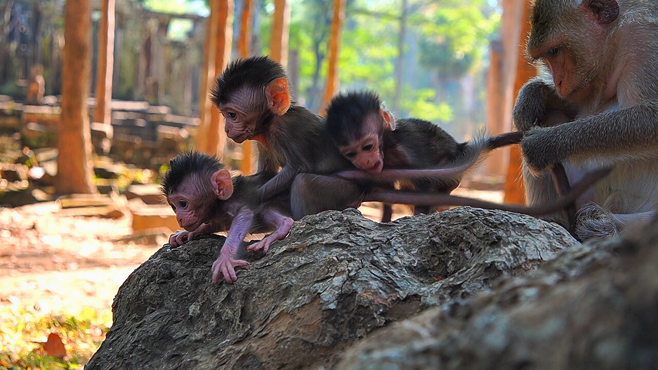 All Are Adorable, Newborn Baby Monkey BABETTE In Action