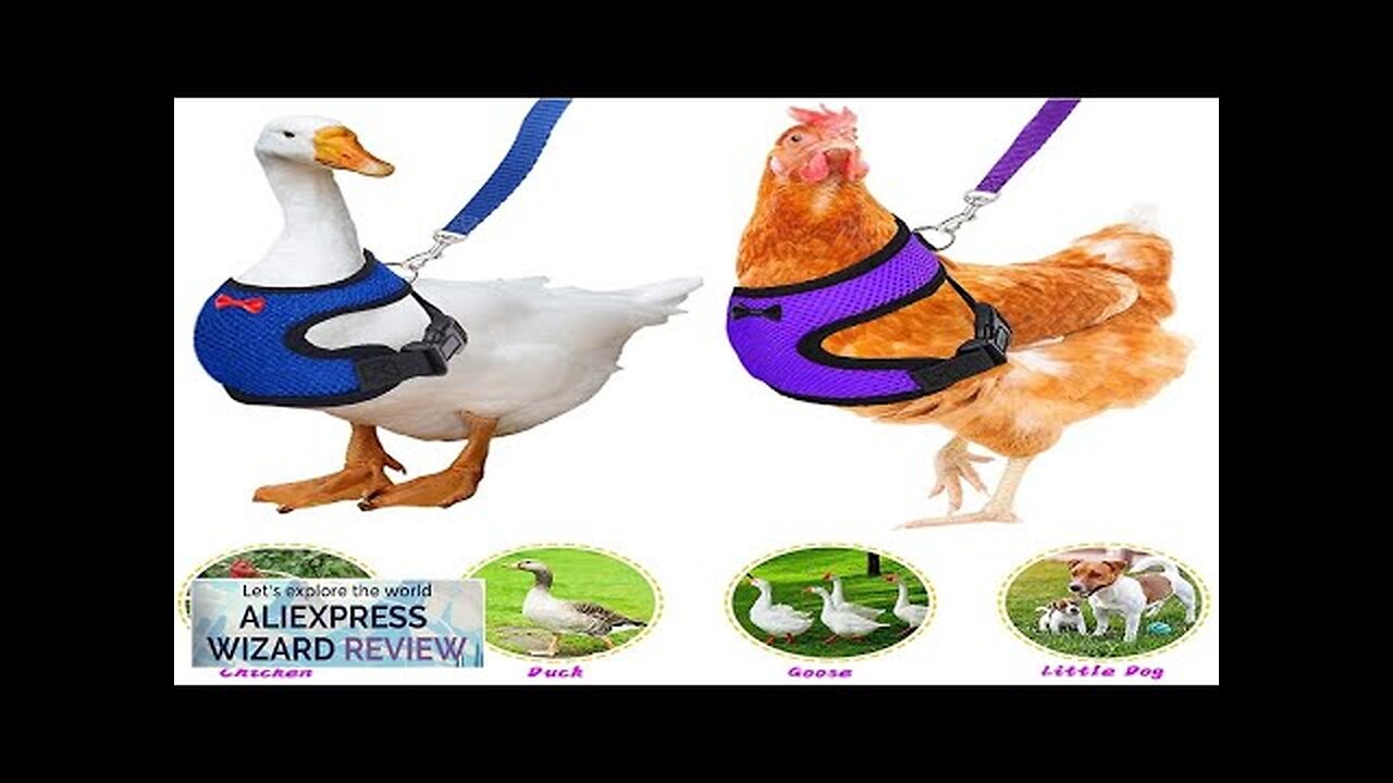 Adjustable Chicken Harness Leash Comfortable And Breathable Small Size Hen Pet Vest Review