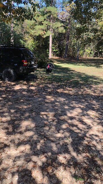 Big Turkey closeup only a few days before Thanksgiving