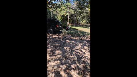 Big Turkey closeup only a few days before Thanksgiving