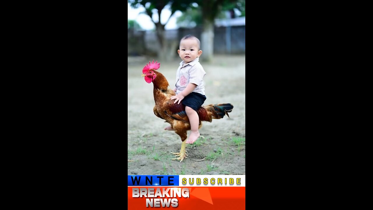A child enjoys sitting on a chicken's back.