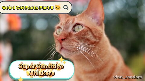 Weird Cat Facts Part 5 🐱👂 | Super Sensitive Whiskers