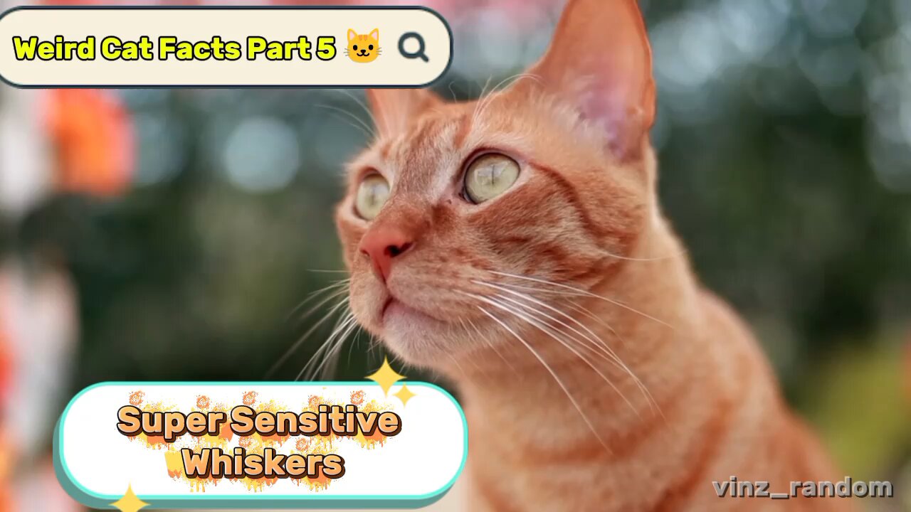 Weird Cat Facts Part 5 🐱👂 | Super Sensitive Whiskers