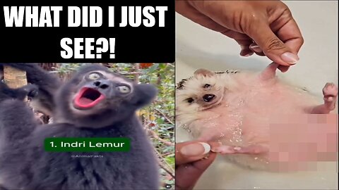 Cutest Baby Animals Doing Funny Things