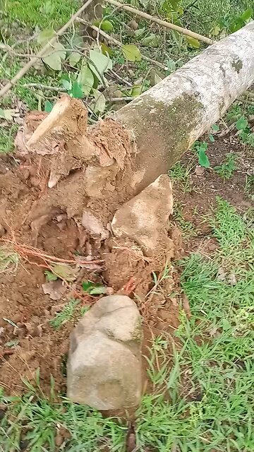 Typhoons Are Great Opportunities. Saving Jackfruit. Typhoon Is Advantage. 테풍은 좋은 기회다. #typhoontino