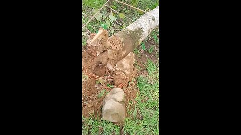 Typhoons Are Great Opportunities. Saving Jackfruit. Typhoon Is Advantage. 테풍은 좋은 기회다. #typhoontino