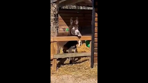 FUNNY DONKEY 🐴 STUDENTS 🤣