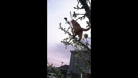 Cat is climbing a tree and catching Bidal is climbing a tree and catching mice.mice.