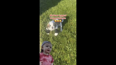Baby Bo😊😊😊 #puppy #dog #pet #shorts #cutebaby