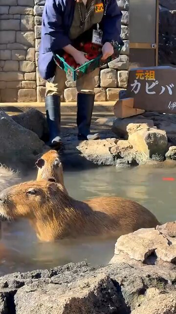 A capybara bathing contest was held in Japan