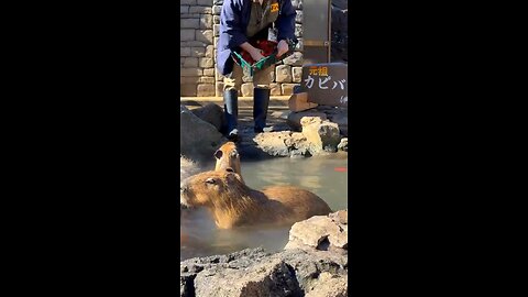 A capybara bathing contest was held in Japan