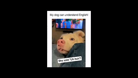 Dogs being idiots
