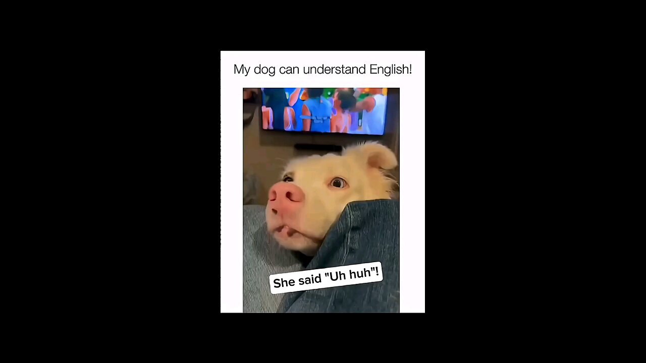 Dogs being idiots