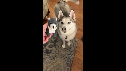 🐶When The New Toy Hasn’t Lost Excitement