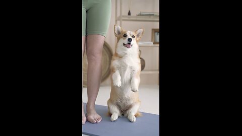 Funny Corgi Doing Yoga with Owner 🐶🧘‍♀️ | Cutest Workout Partner Ever!