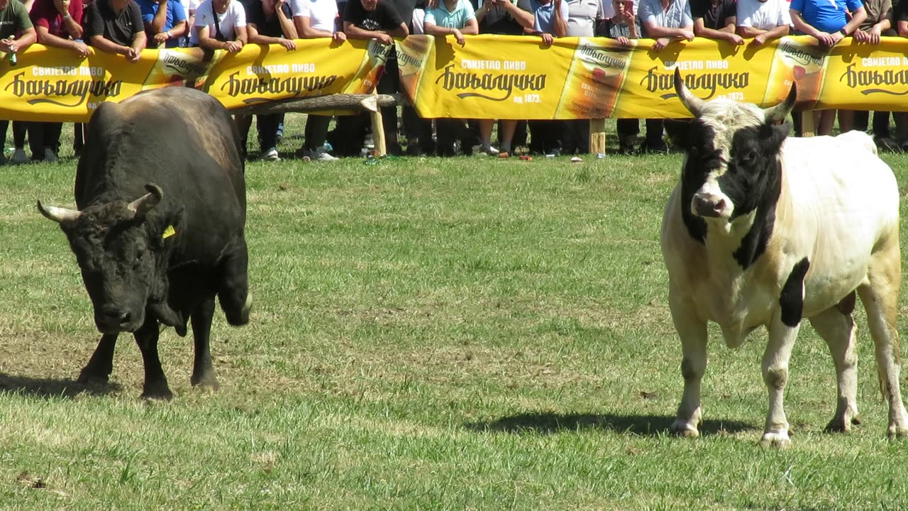 Šaronja od Trake vs Jelenko od Braće Tubić Liskovica 2025