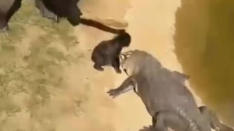🦍🐊 Shocking Fight! Crocodile Grabs King Kong’s Baby — Monkey Attacks to Save It 😱🔥