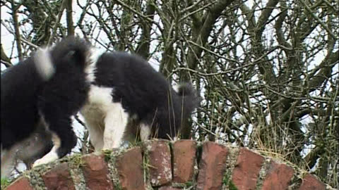 Mist: A Tale Of A Sheepdog Puppy - Mist's Head For Heights