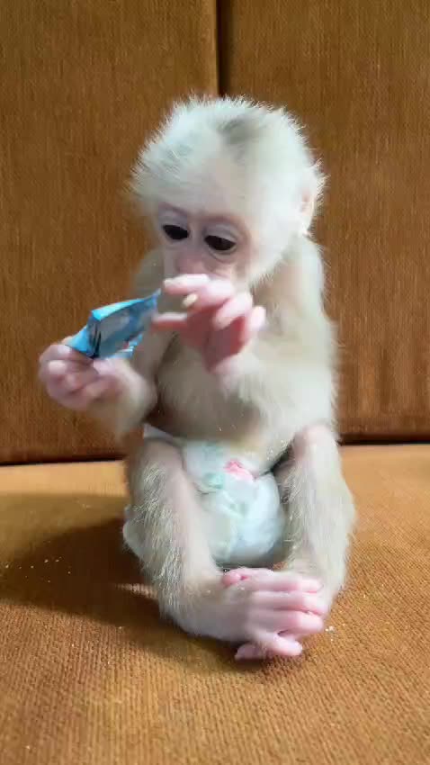 "Monkey Eats Chocolate for the First Time – Best Reaction Ever! 🍫🐵"